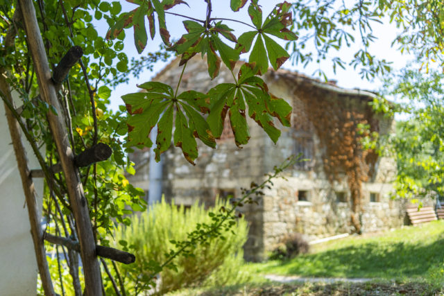tilia_estate