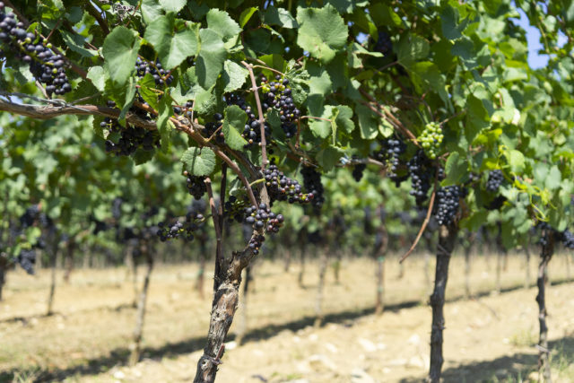 tilia_estate_slovenia_pinot